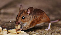 24 Hour & Emergency Exterminators in Cary, MS